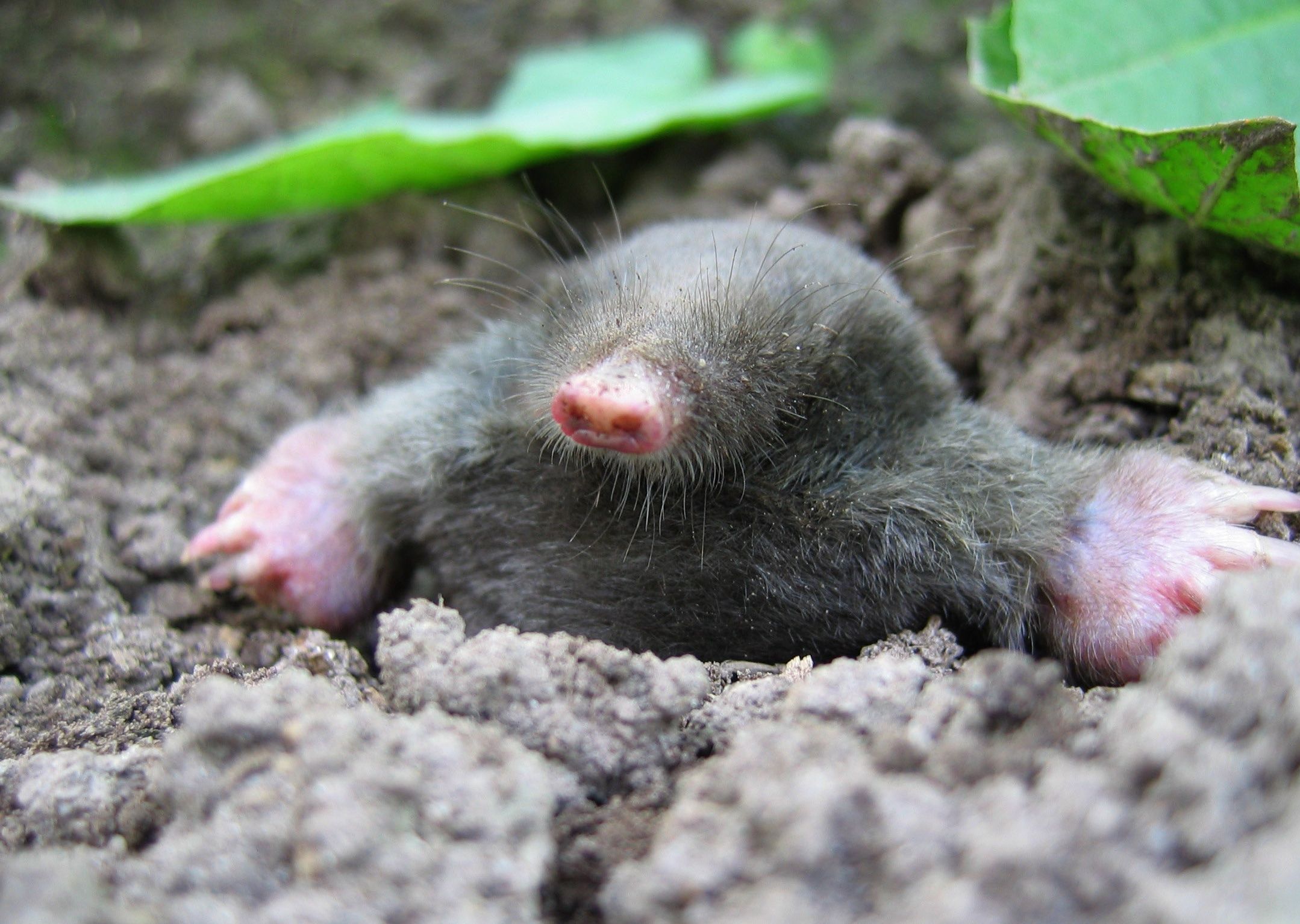 Mole Animal Wallpapers