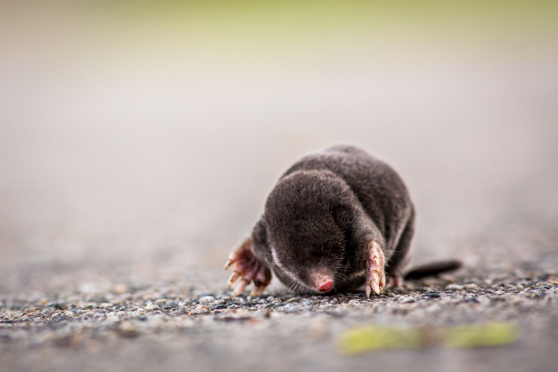 Mole Animal Wallpapers