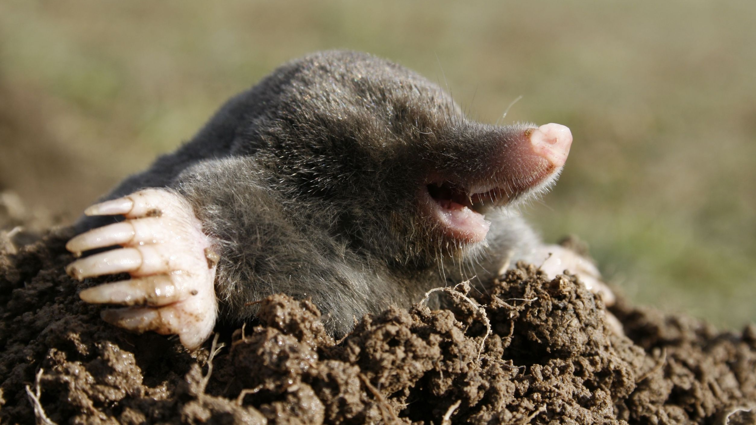 Mole Animal Wallpapers