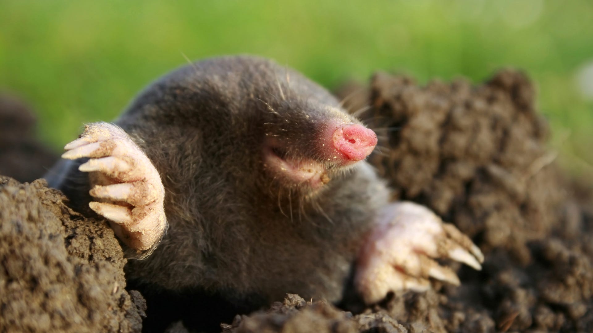 Mole Animal Wallpapers