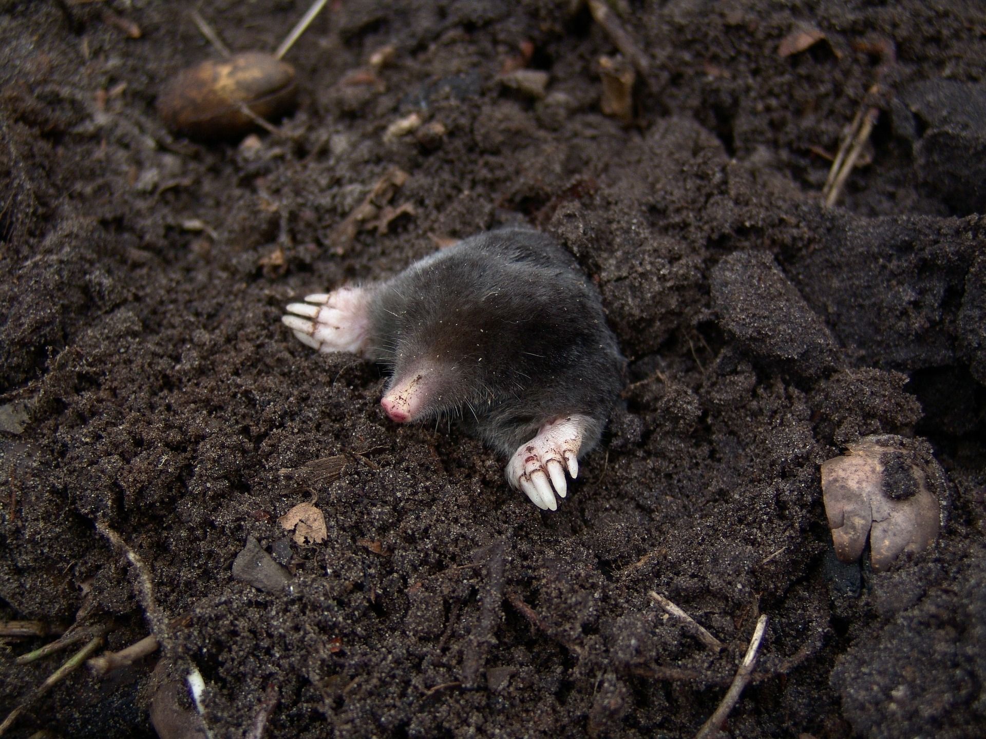 Mole Animal Wallpapers