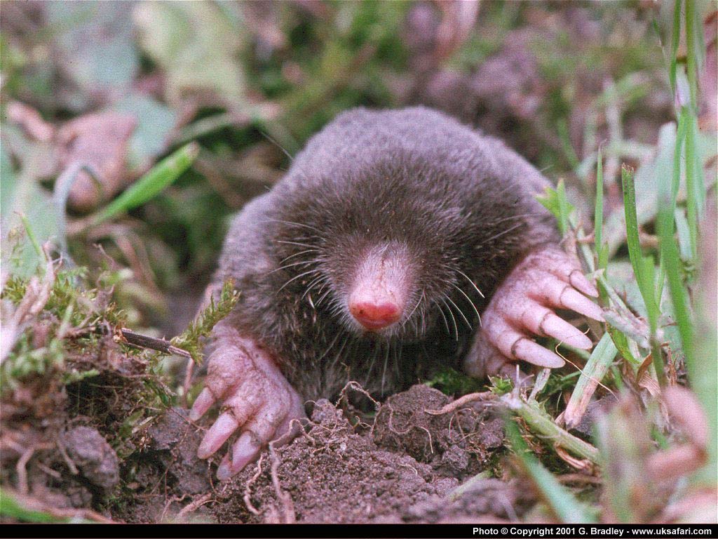 Mole Animal Wallpapers