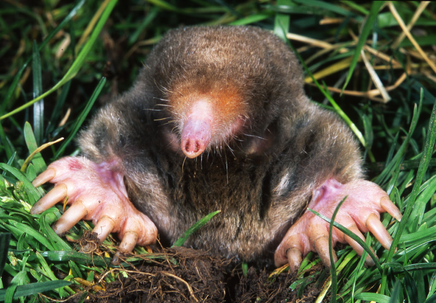 Mole Animal Wallpapers