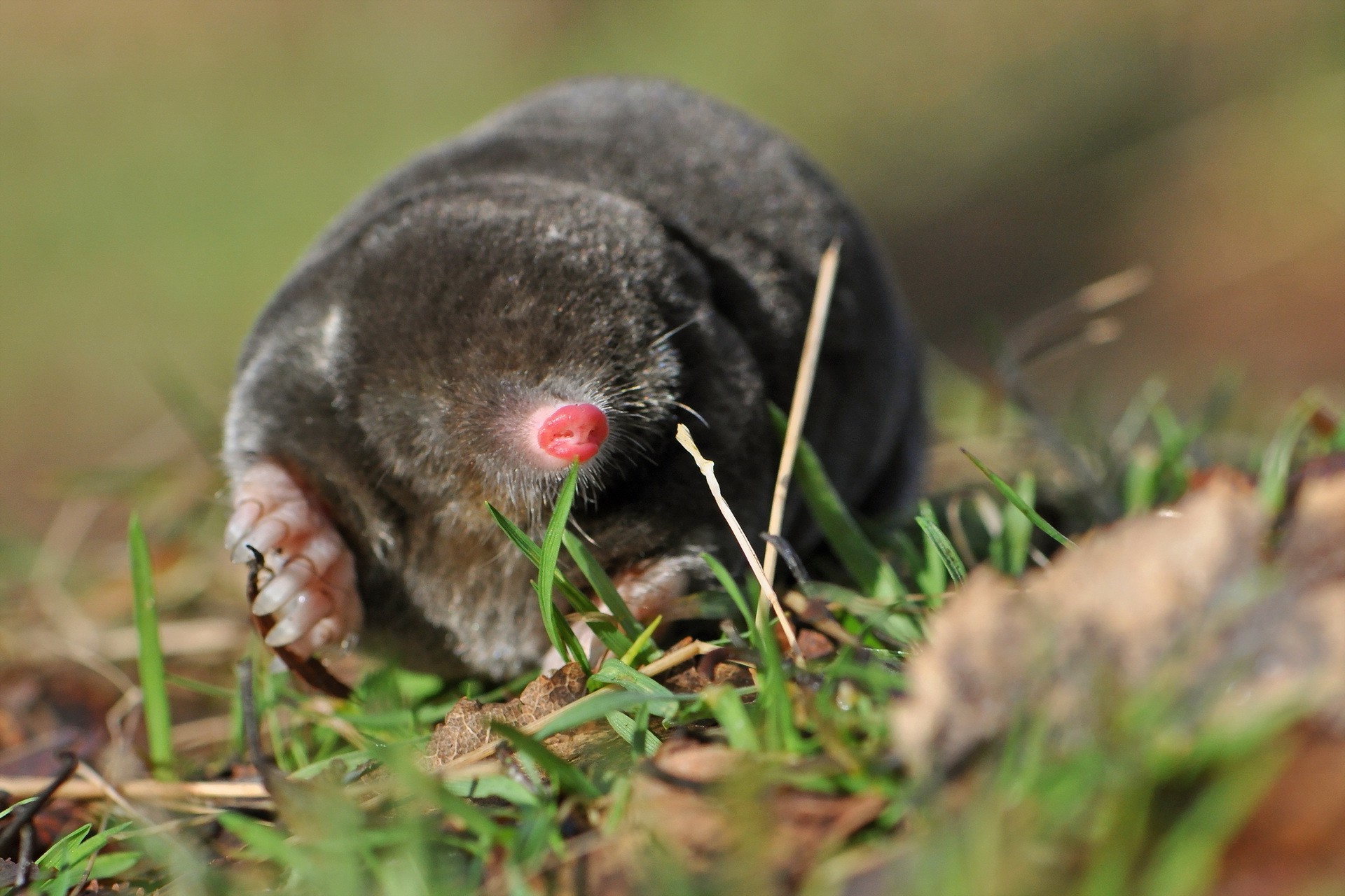 Mole Animal Wallpapers