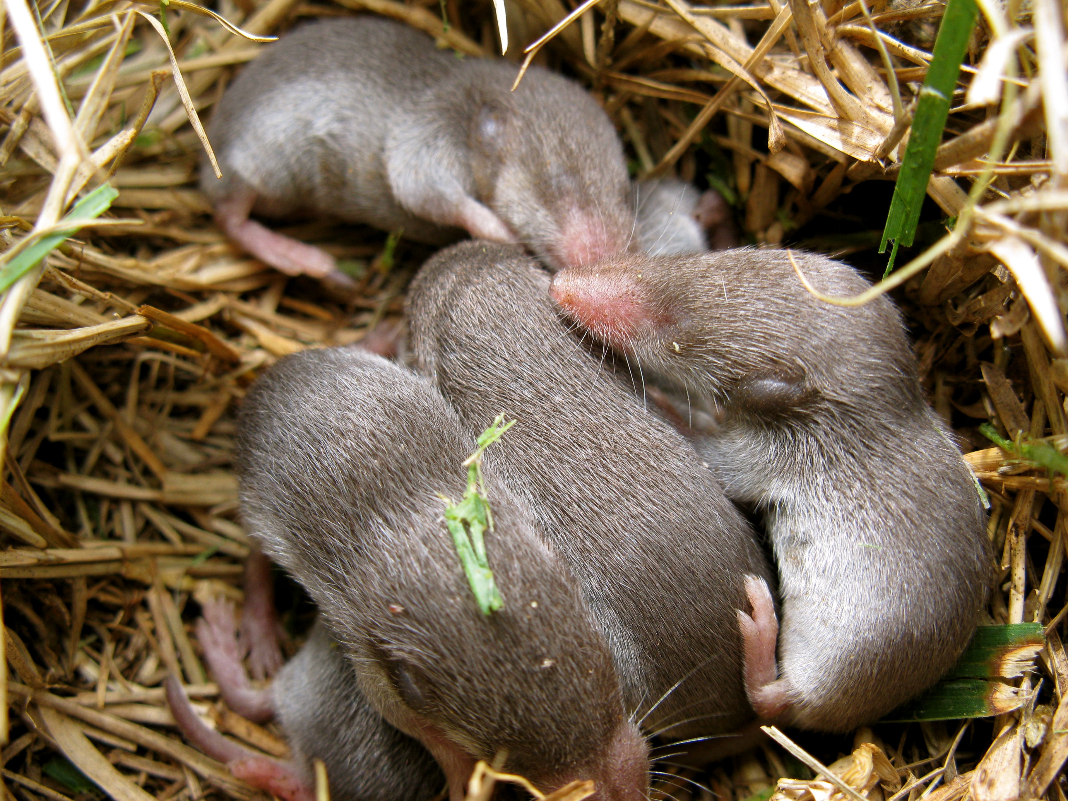 Mole Animal Wallpapers