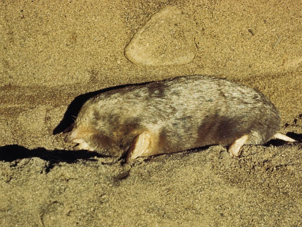 Mole Animal Wallpapers