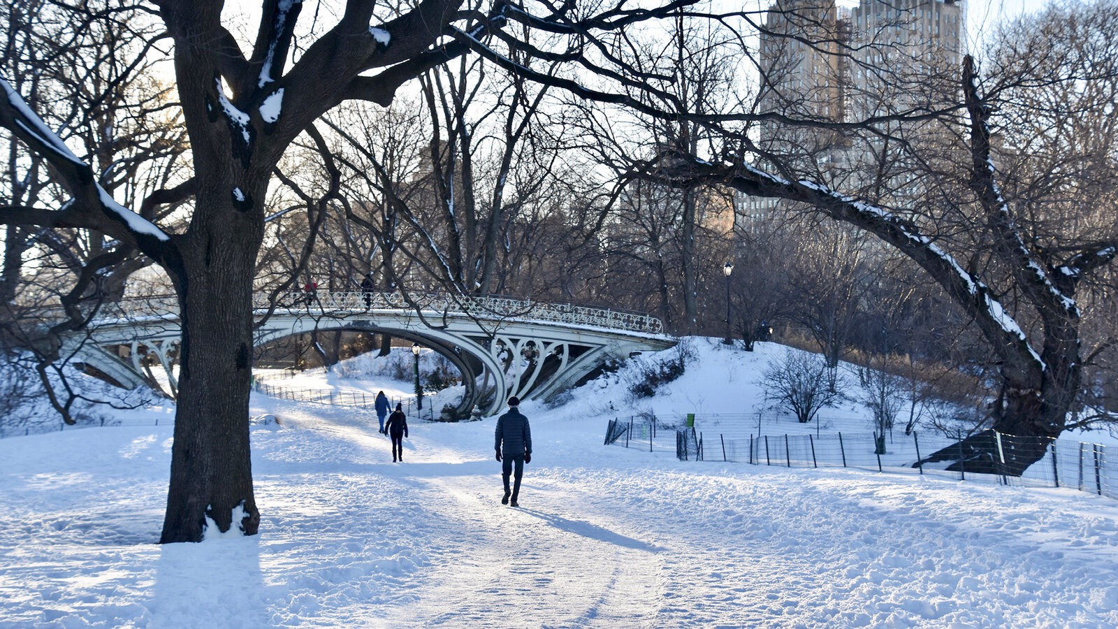 Molly Hd Central Park Wallpapers