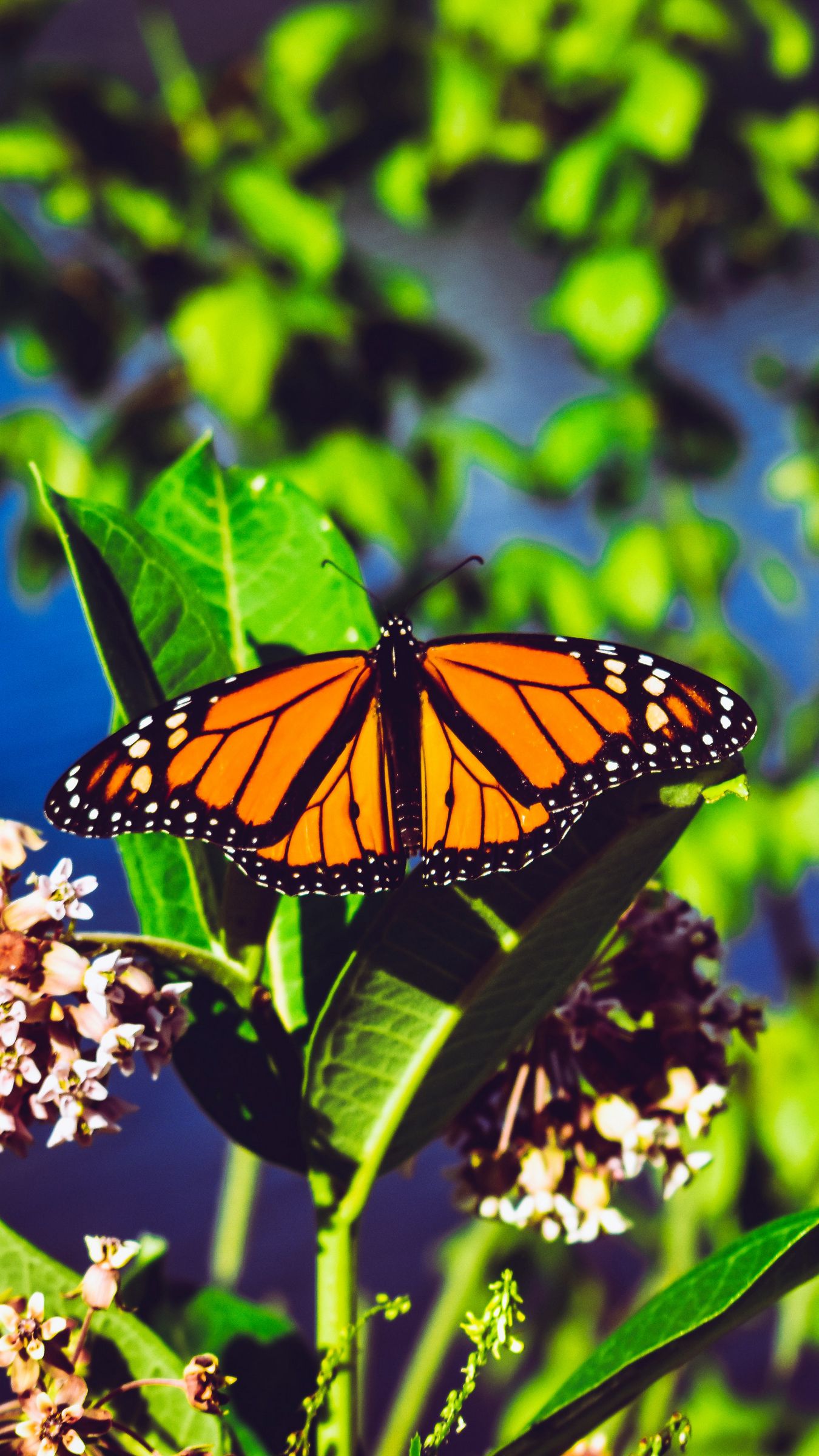 Monarch Butterfly Wallpapers