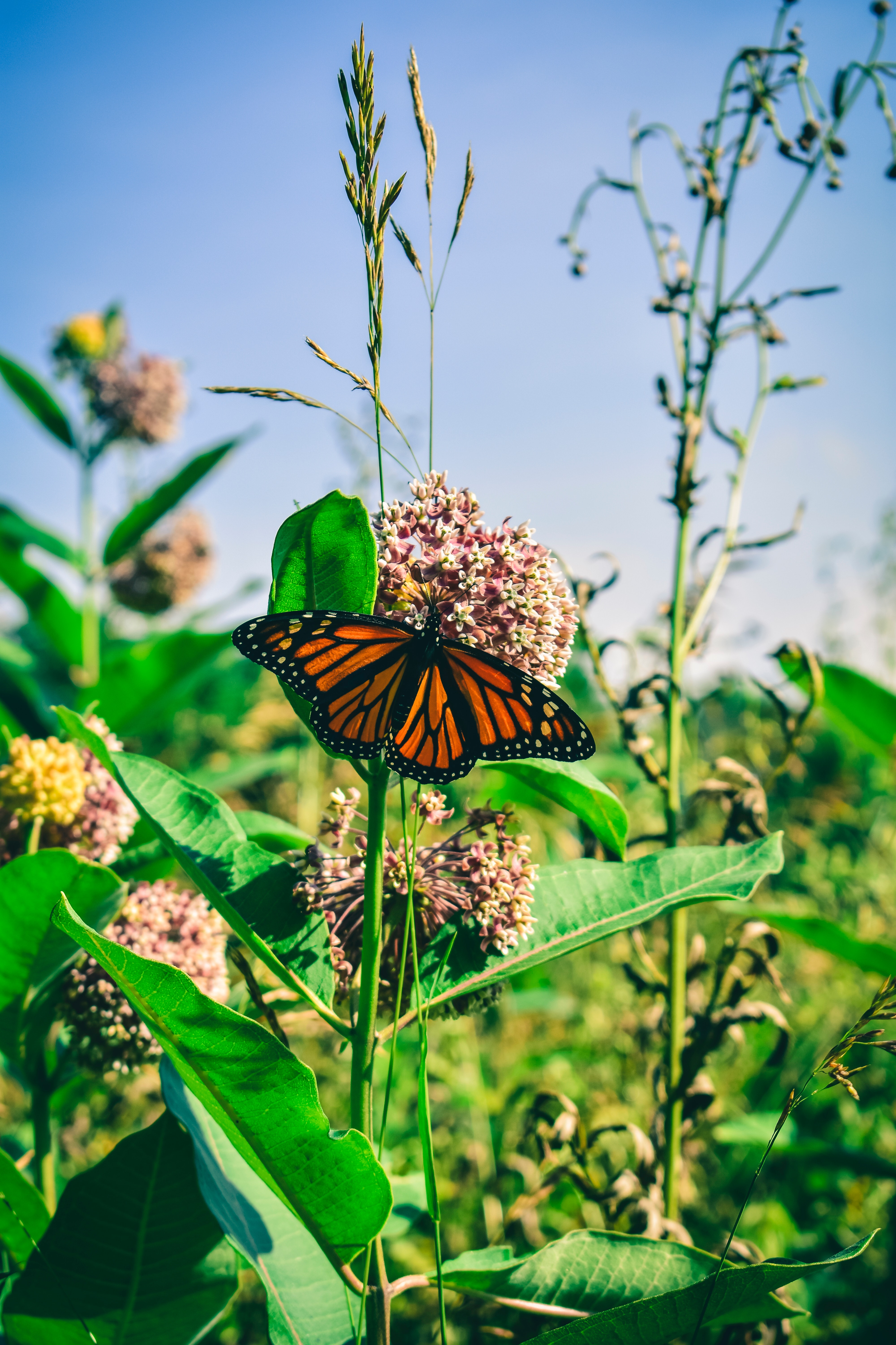 Monarch Butterfly Wallpapers