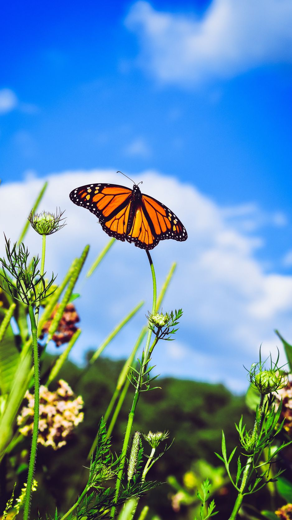 Monarch Butterfly Wallpapers