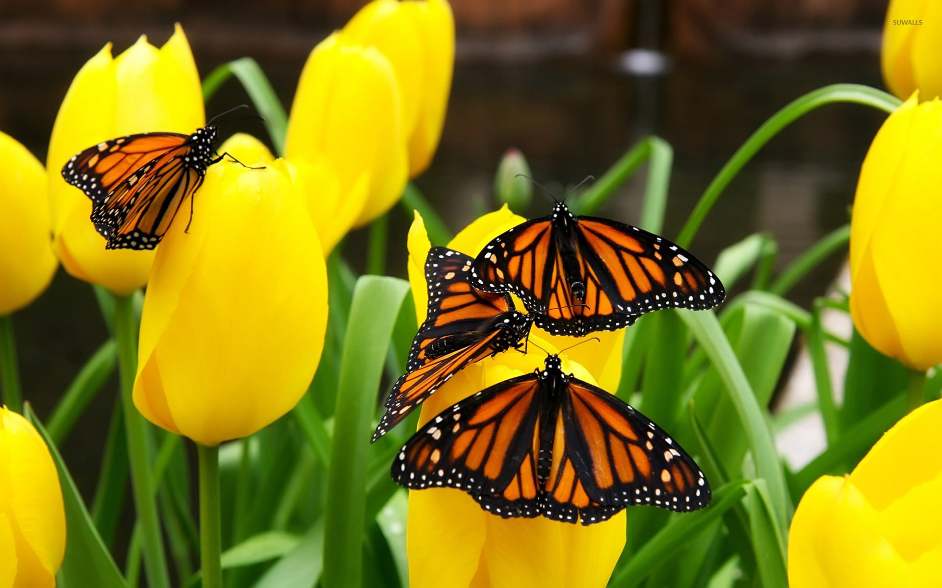 Monarch Butterfly Wallpapers