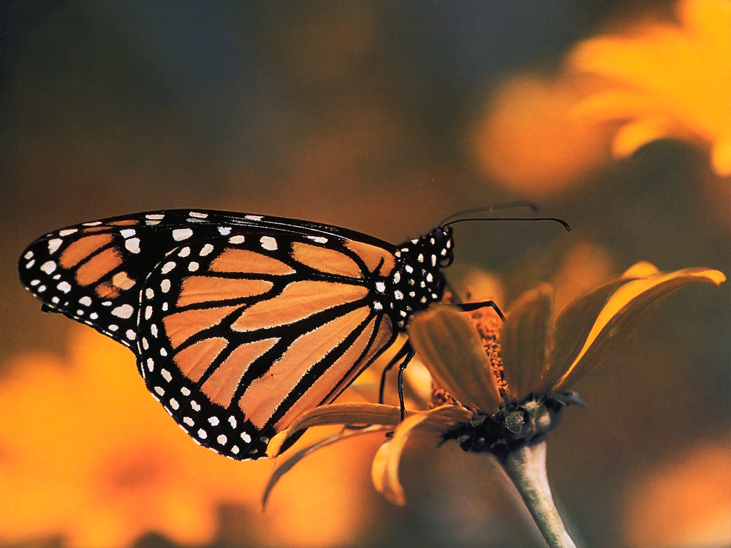 Monarch Butterfly Wallpapers