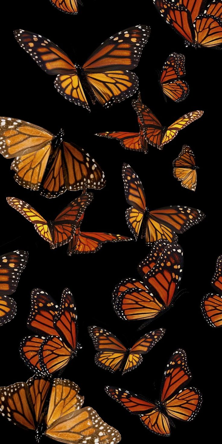 Monarch Butterfly Wallpapers