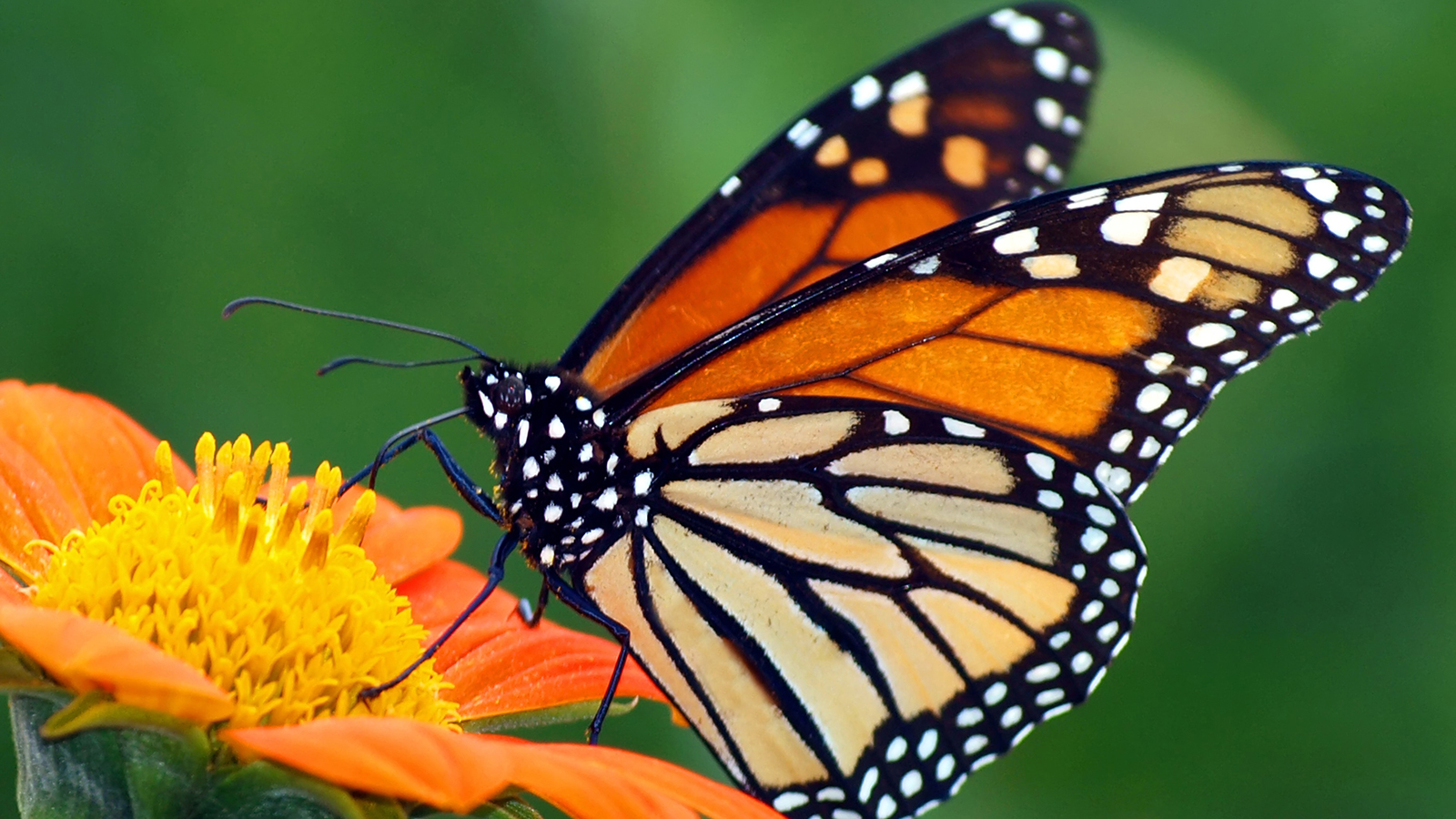 Monarch Butterfly Wallpapers