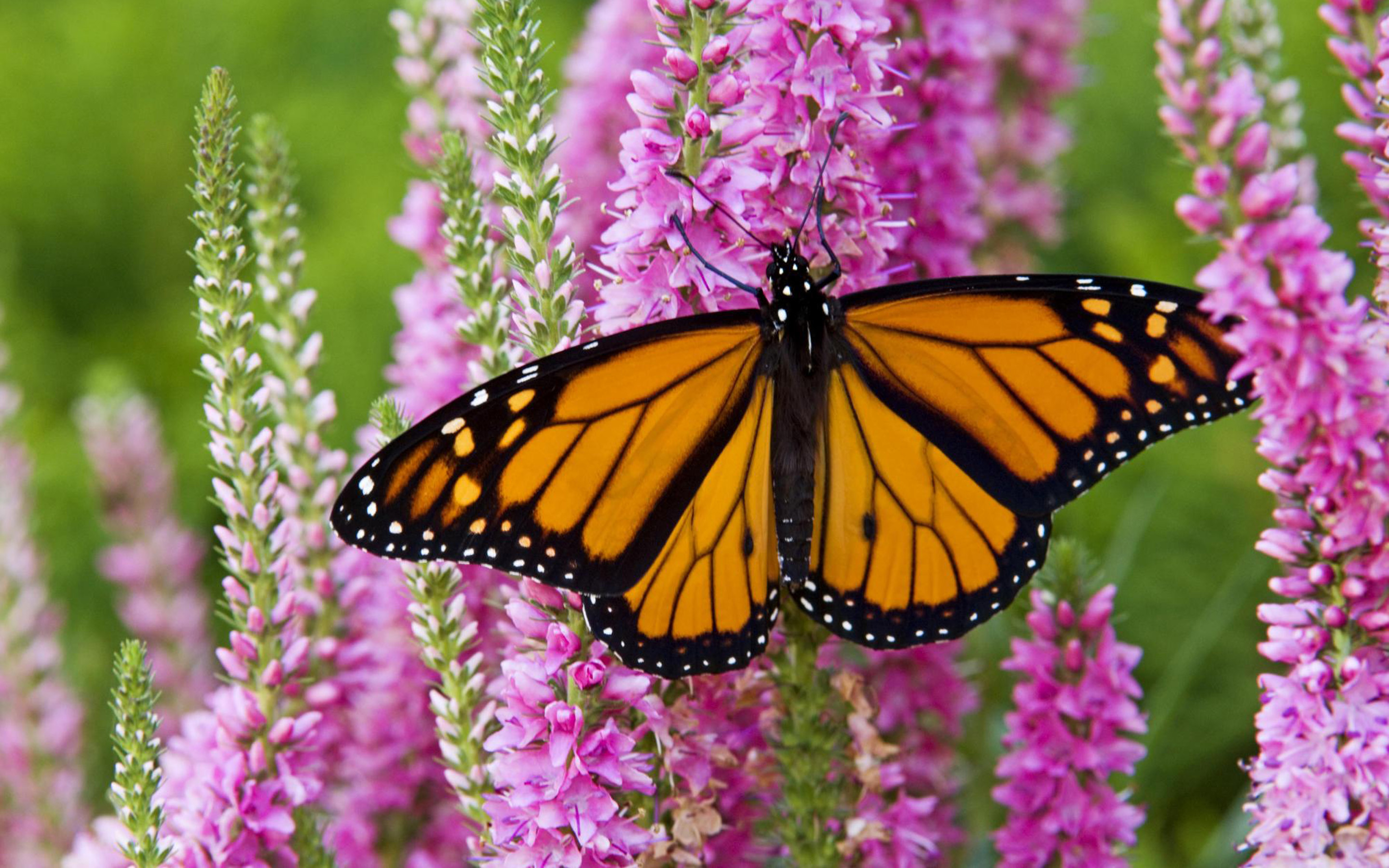 Monarch Butterfly Wallpapers