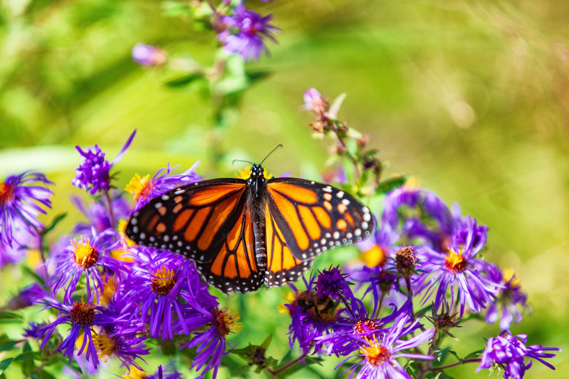 Monarch Butterfly Wallpapers