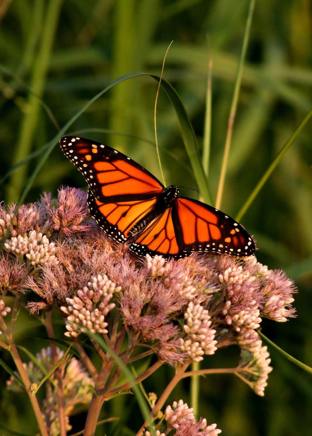 Monarch Butterfly Wallpapers