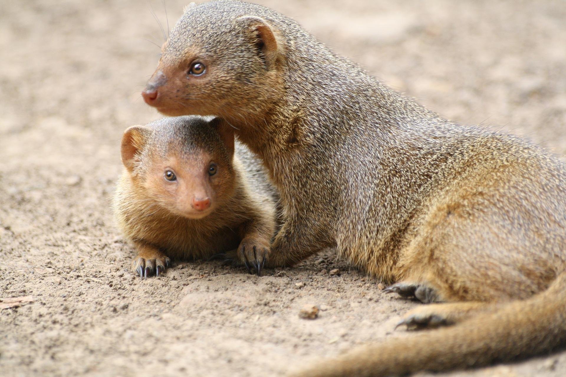 Mongooses Wallpapers