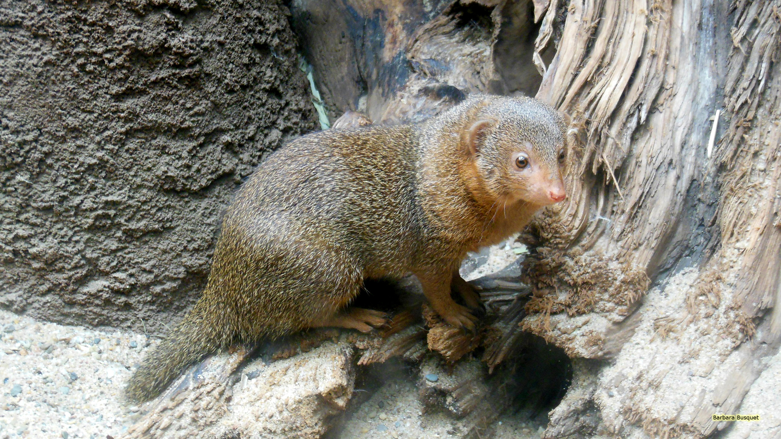 Mongooses Wallpapers