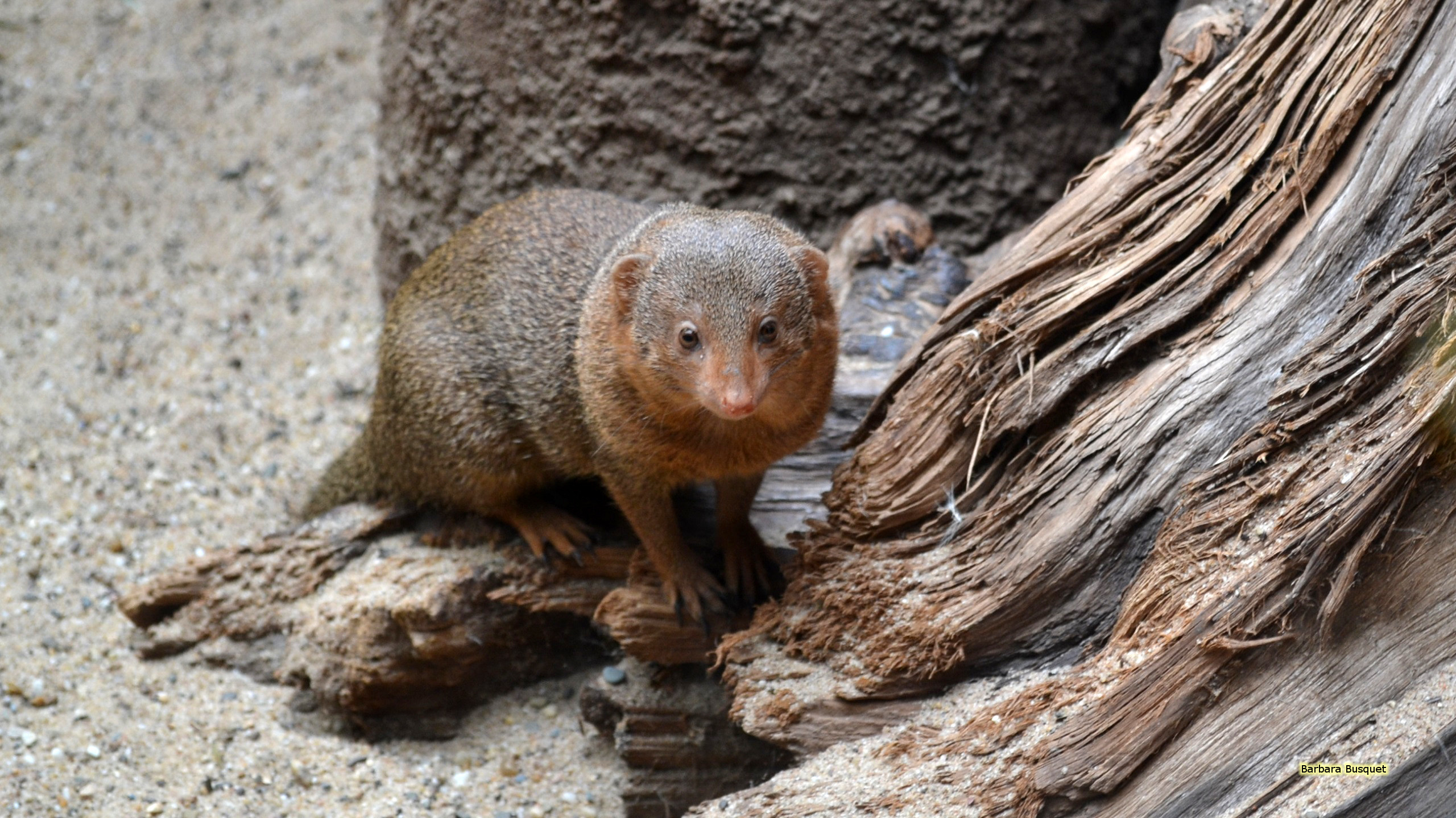 Mongooses Wallpapers