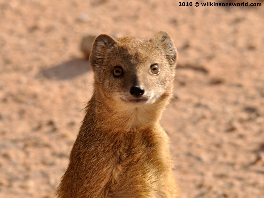 Mongooses Wallpapers