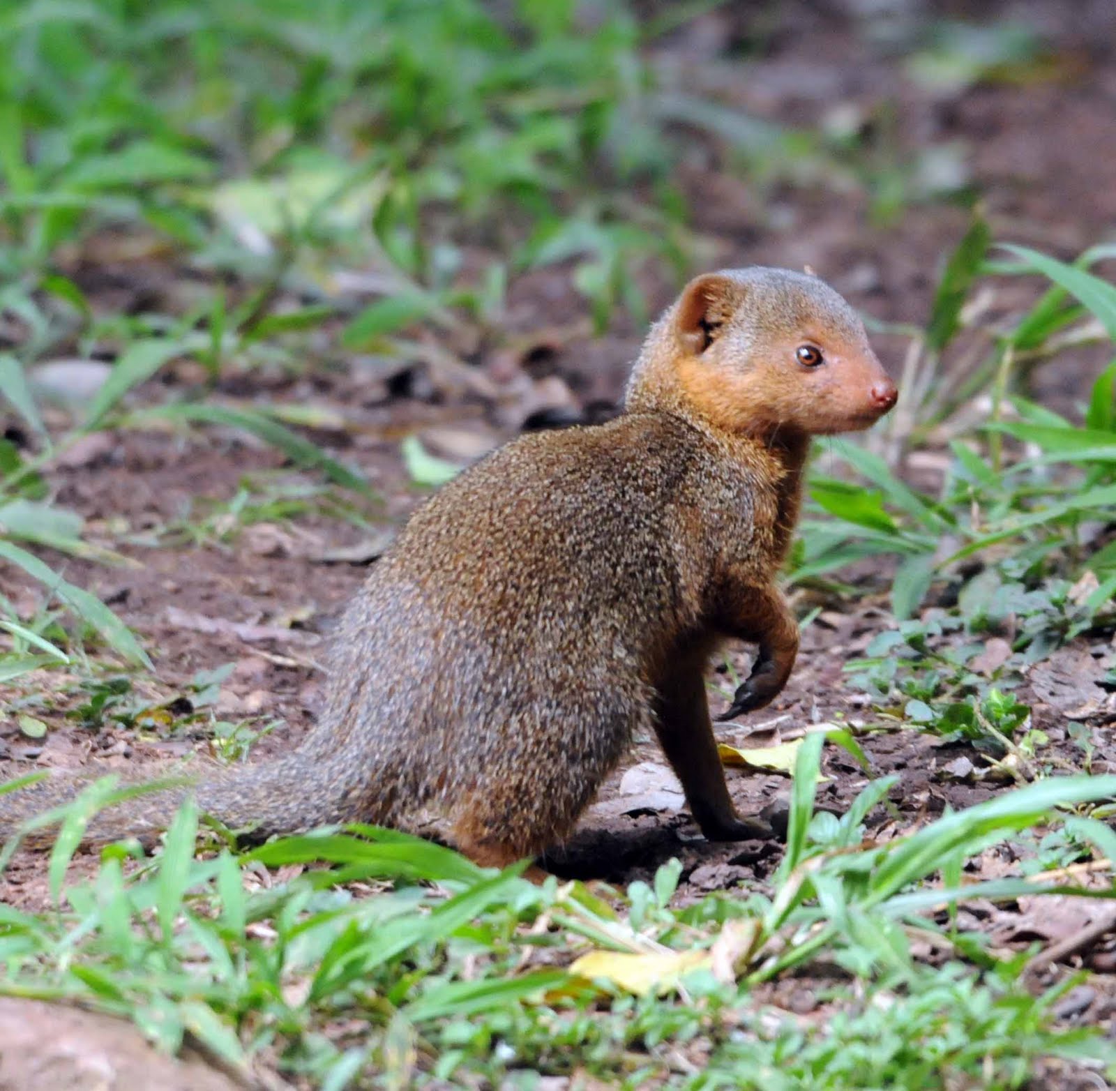 Mongooses Wallpapers