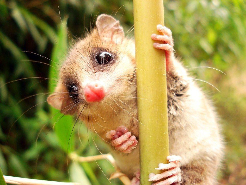 Monito Del Monte Wallpapers