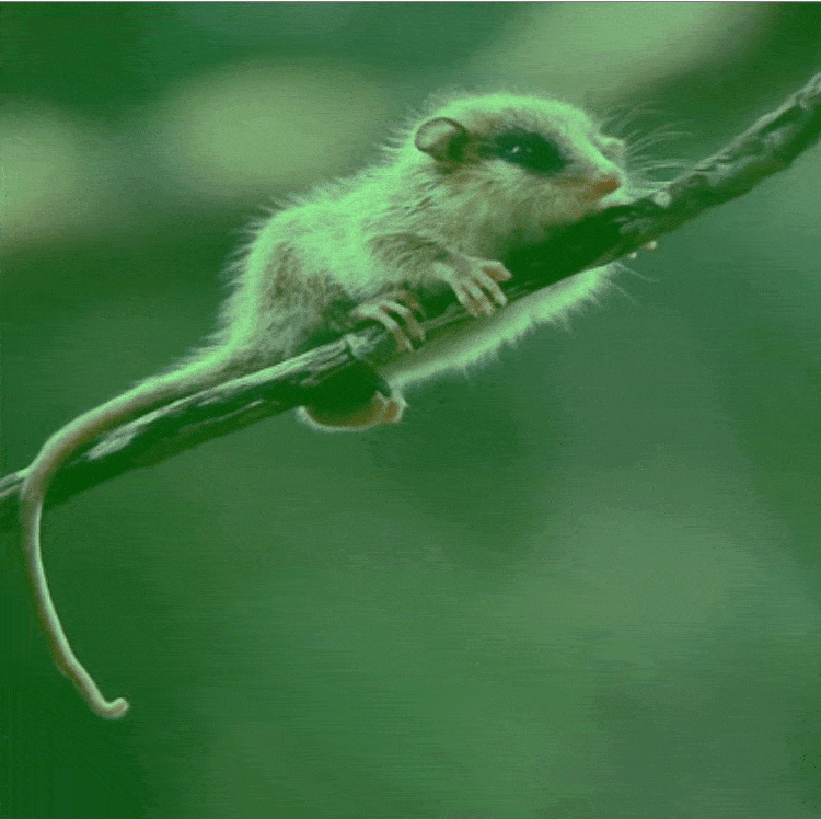 Monito Del Monte Wallpapers