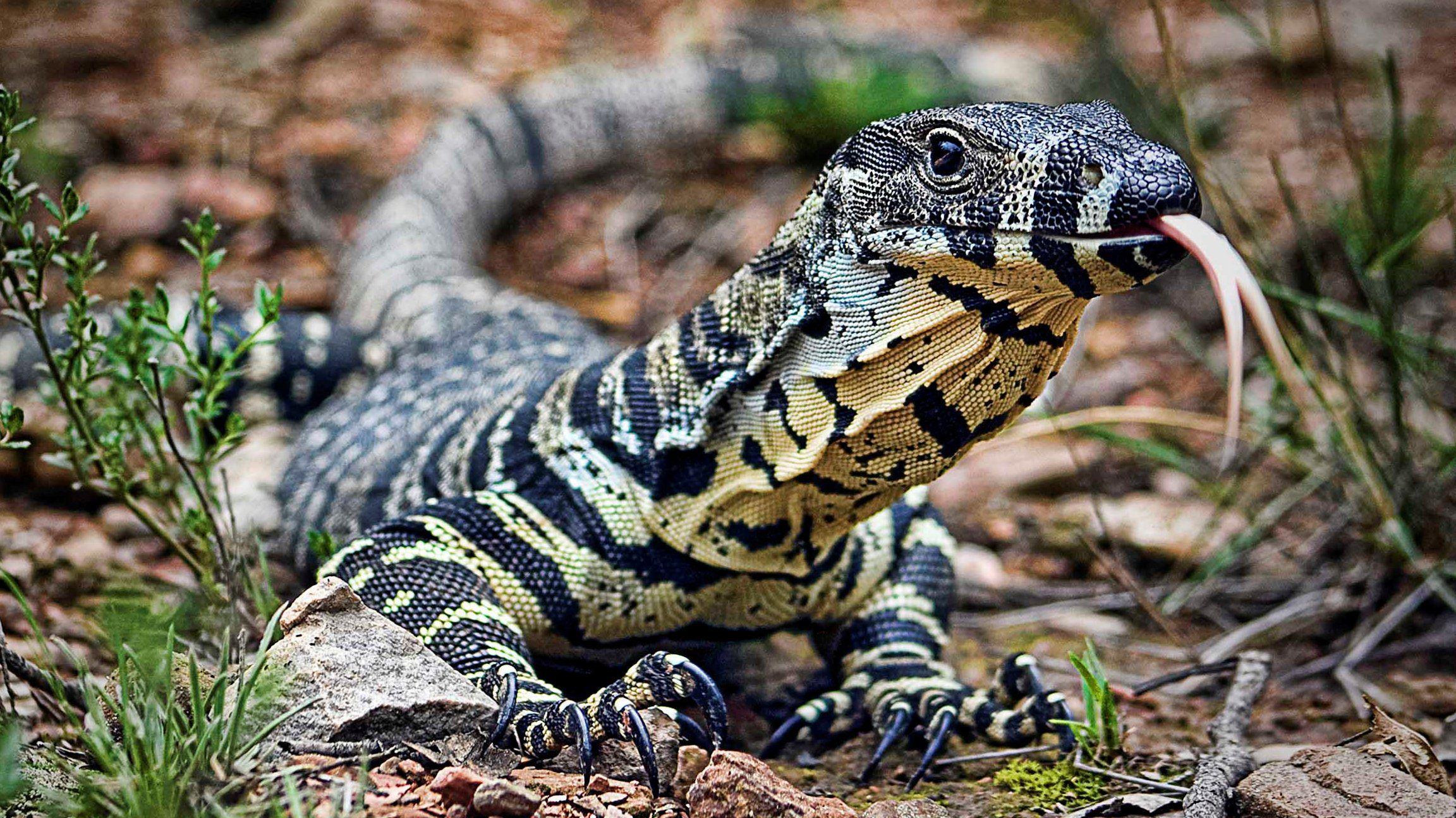 Monitor Lizard Wallpapers