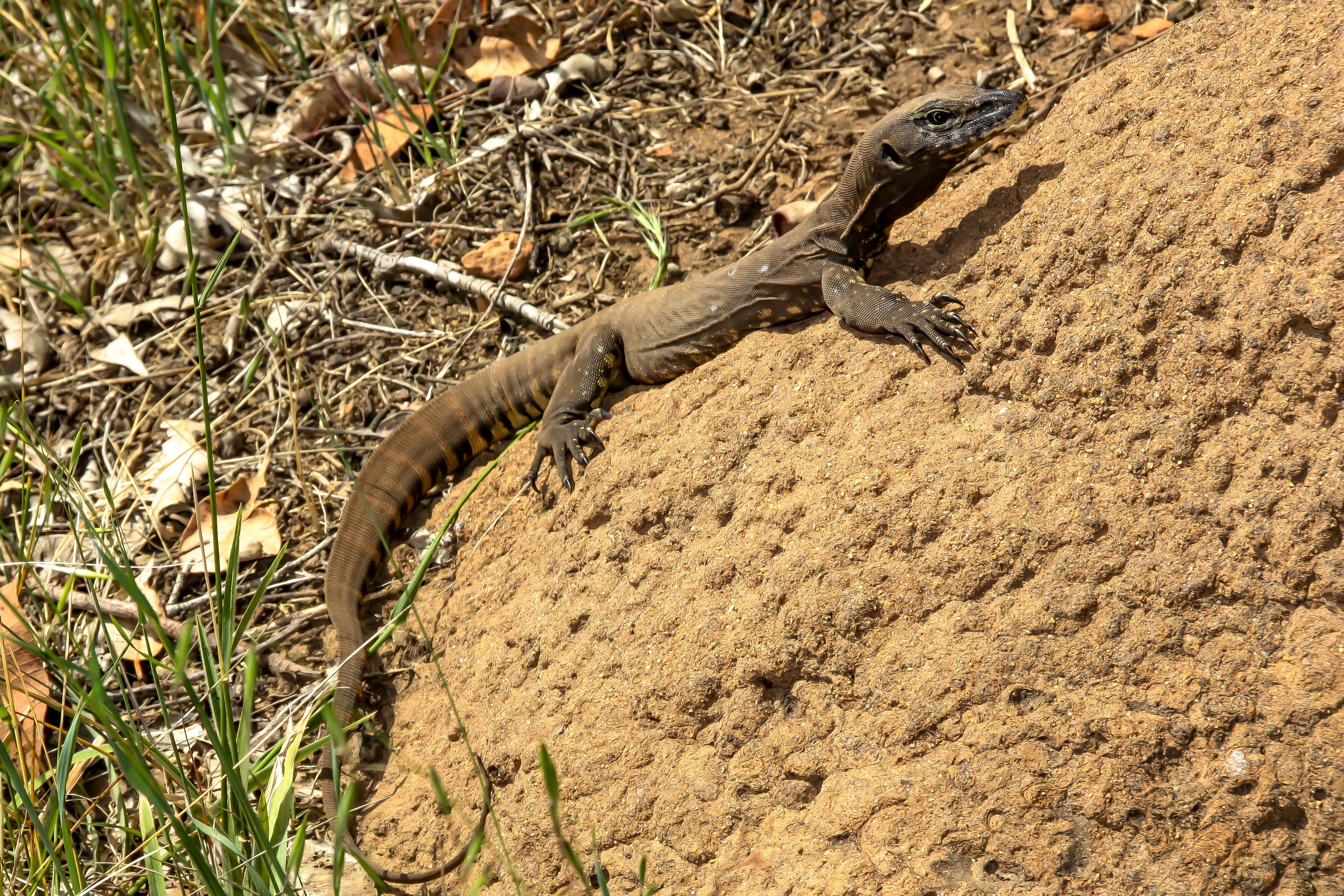 Monitor Lizard Wallpapers