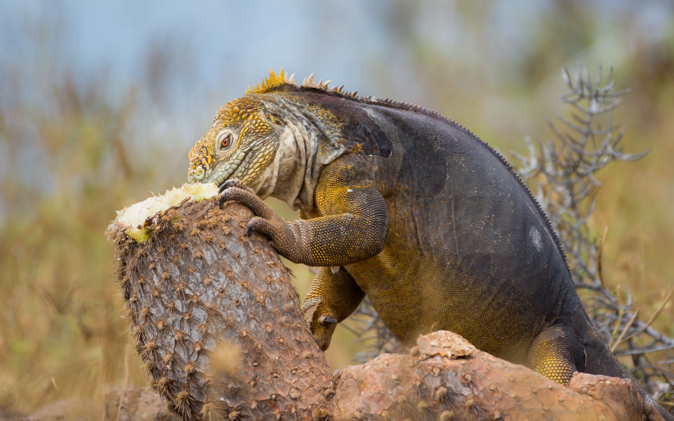 Monitor Lizard Wallpapers