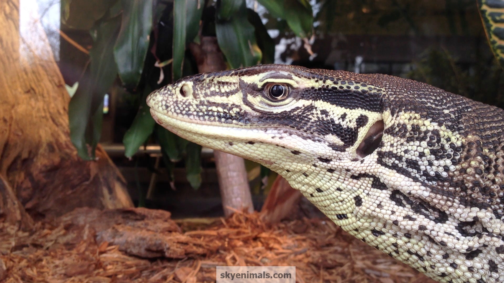 Monitor Lizard Wallpapers