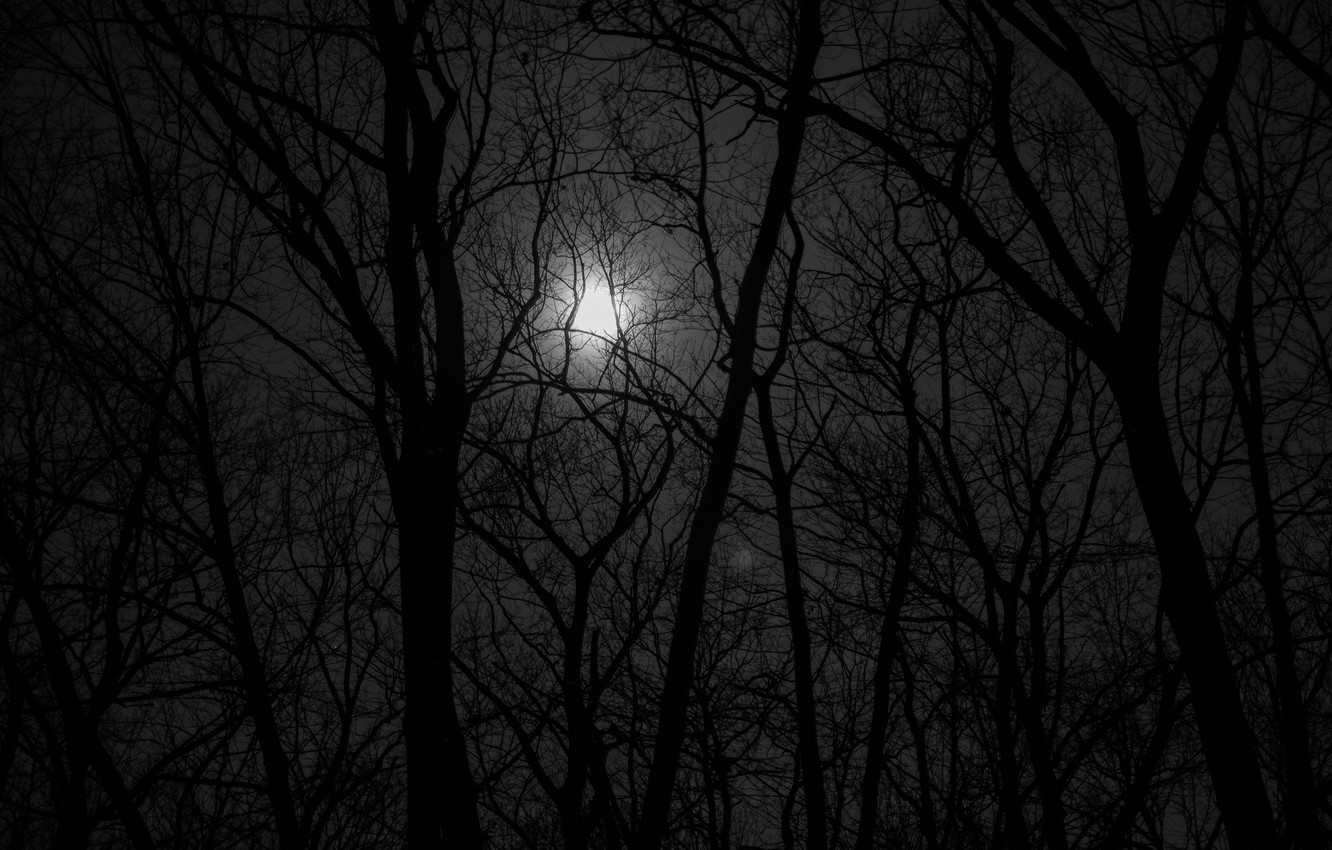 Monochrome Night Nature Photography Wallpapers