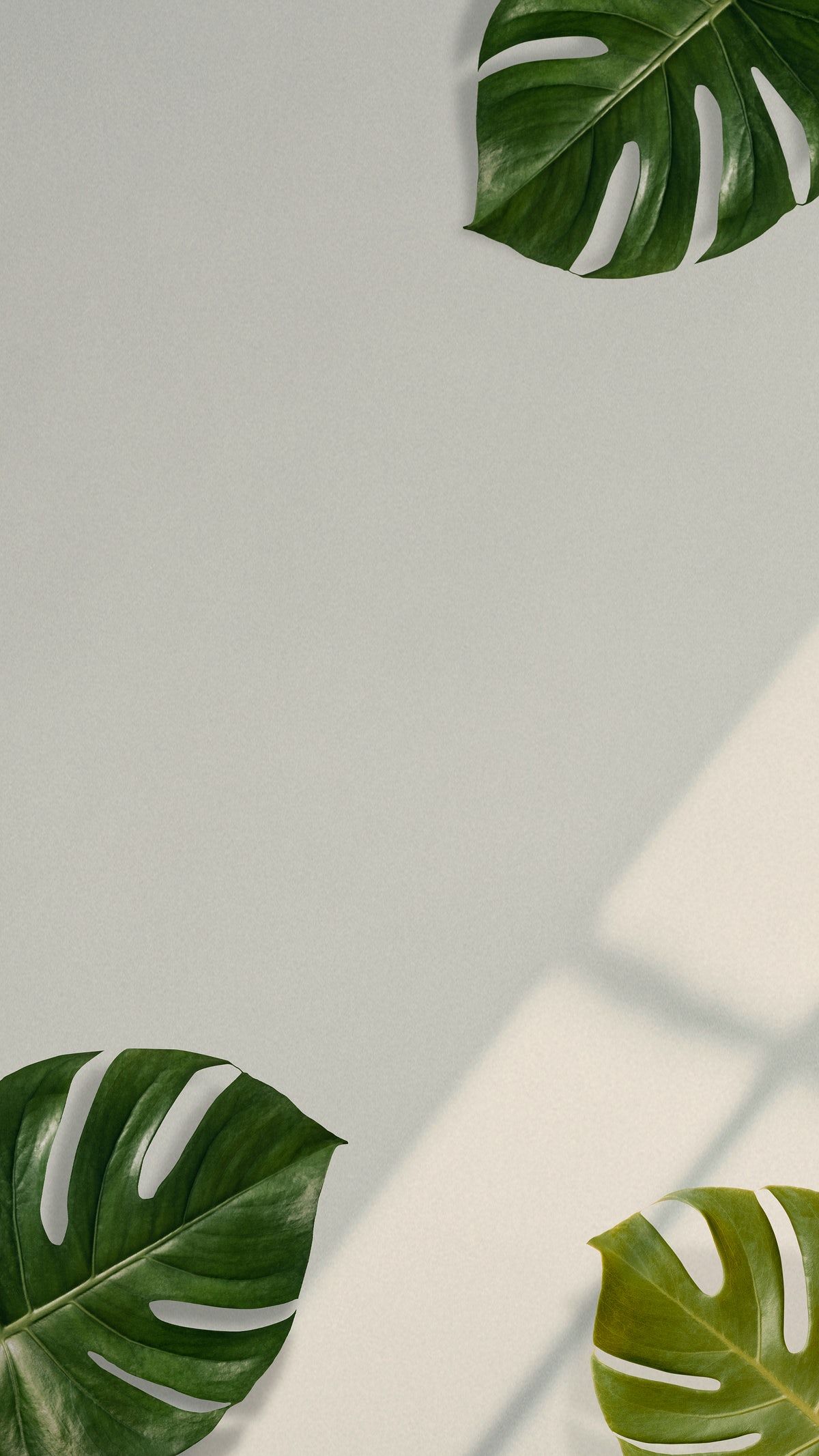 Monstera Iphone Background