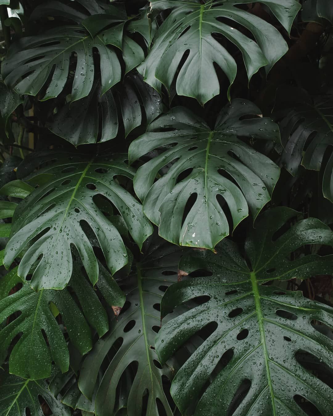 Monstera Iphone Background