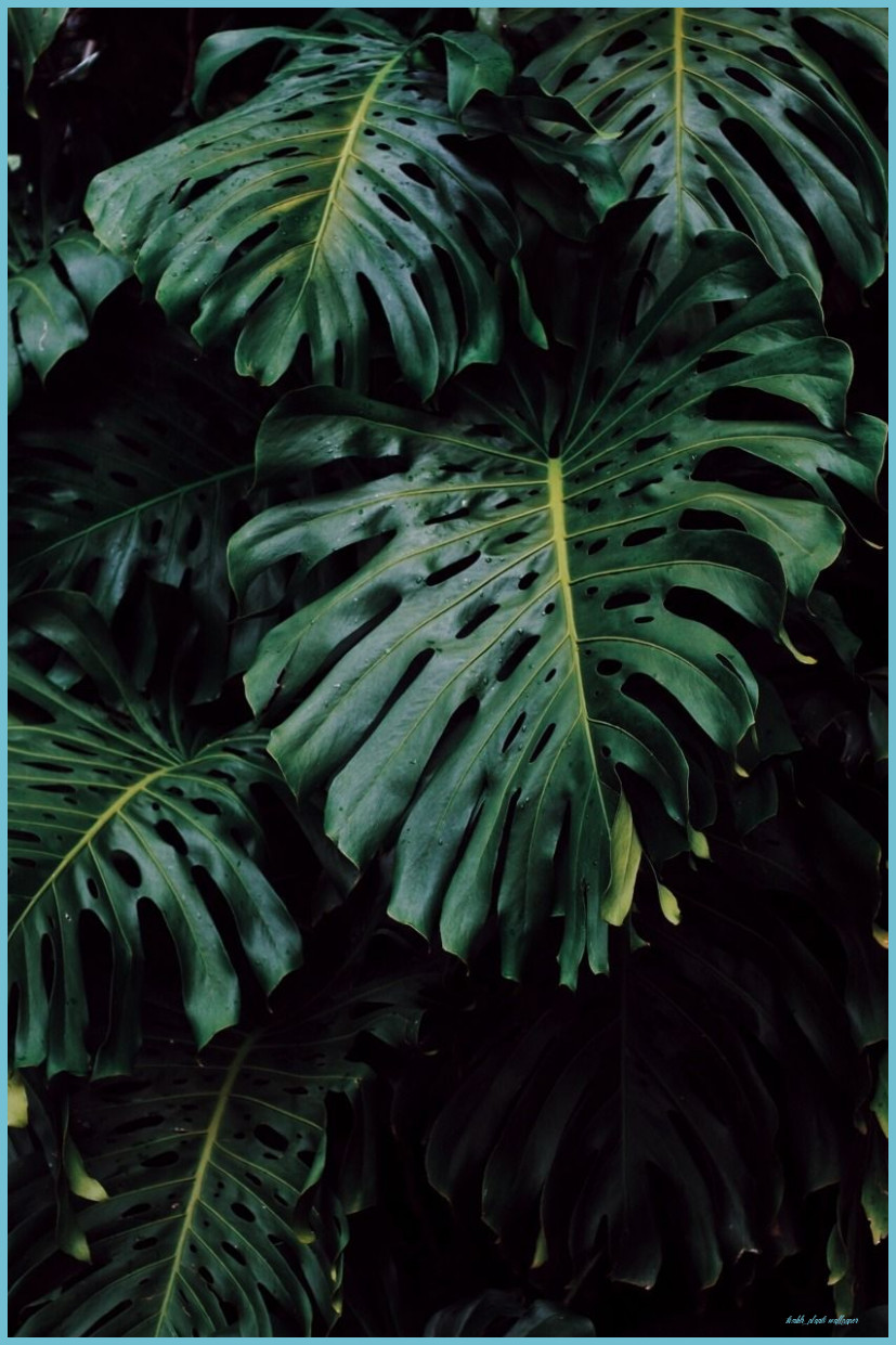 Monstera Iphone Background