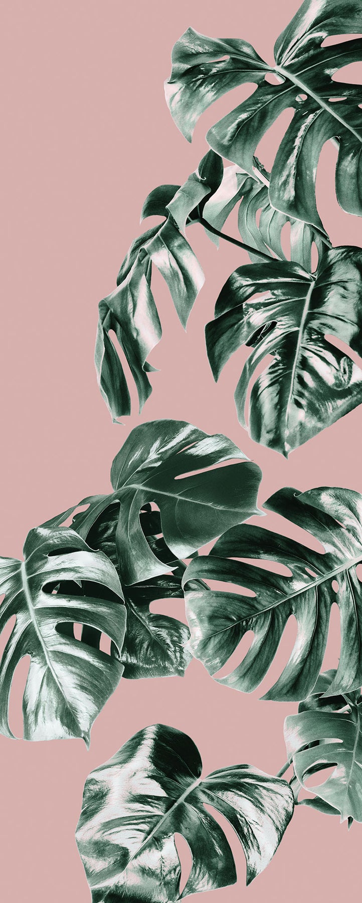 Monstera Iphone Background