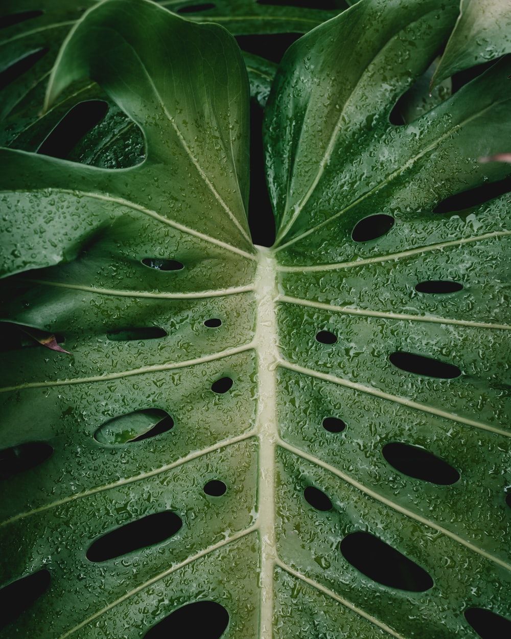 Monstera Iphone Background