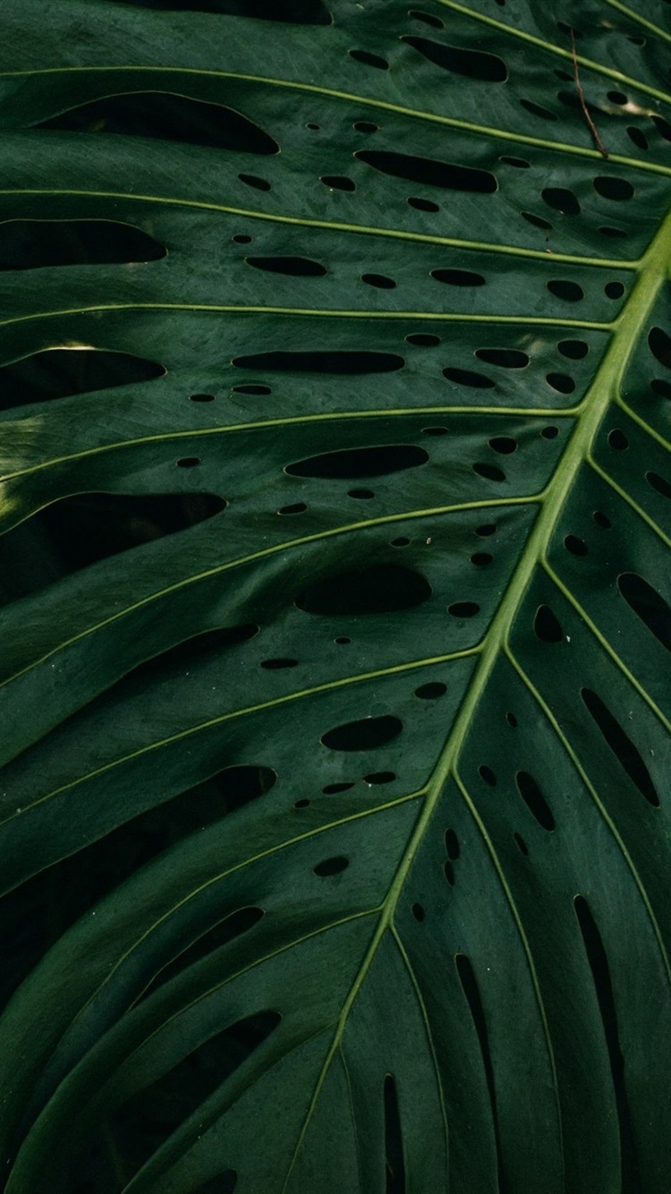 Monstera Iphone Background