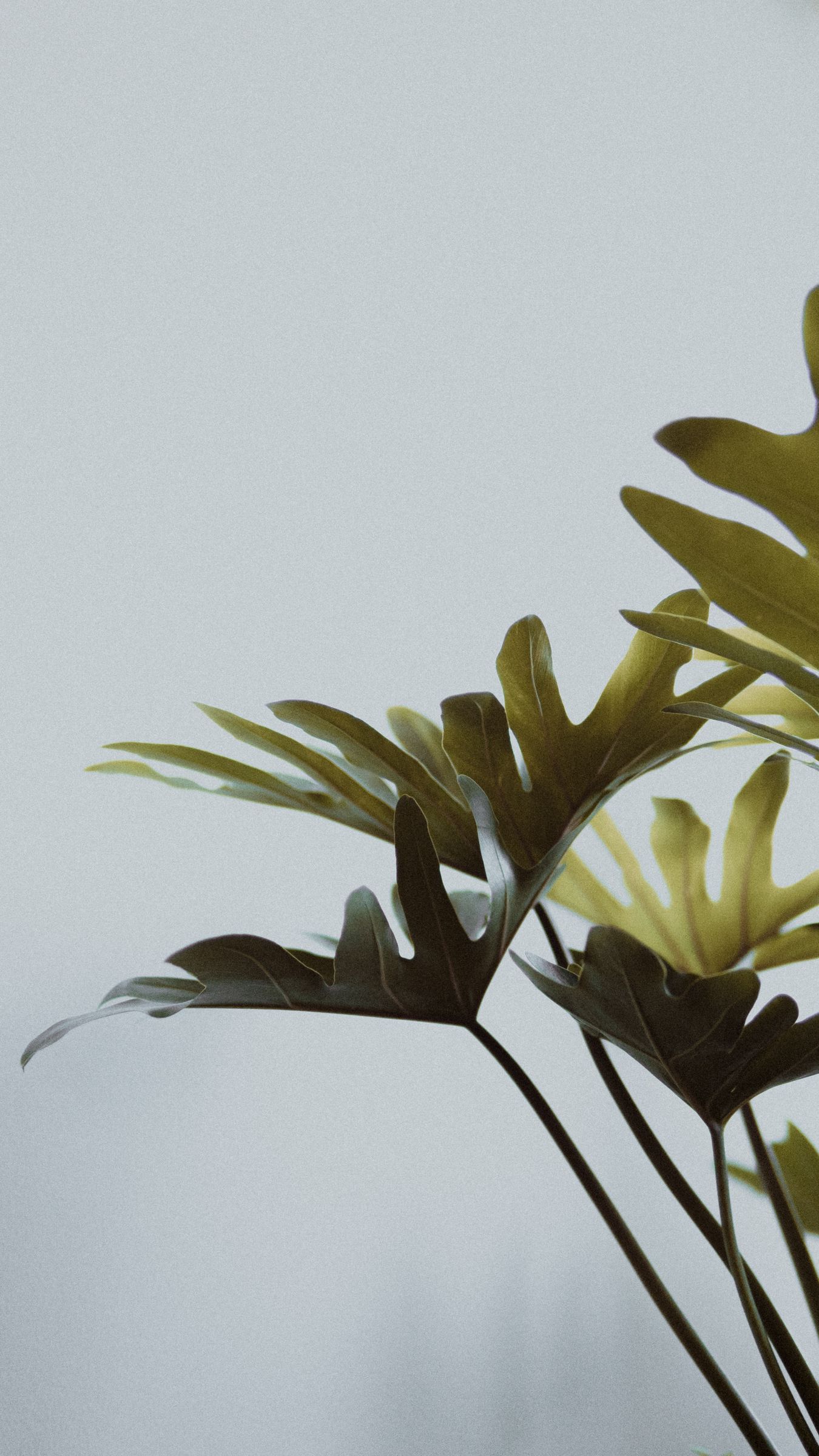 Monstera Iphone Background