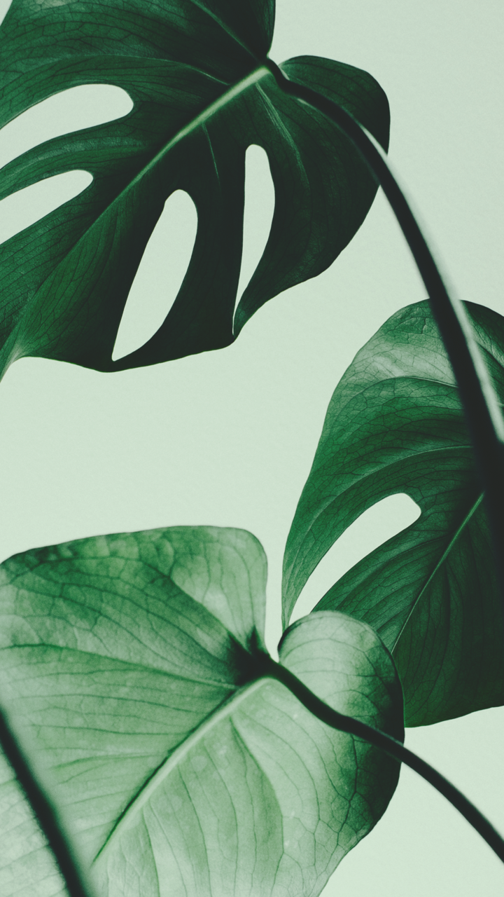 Monstera Iphone Background