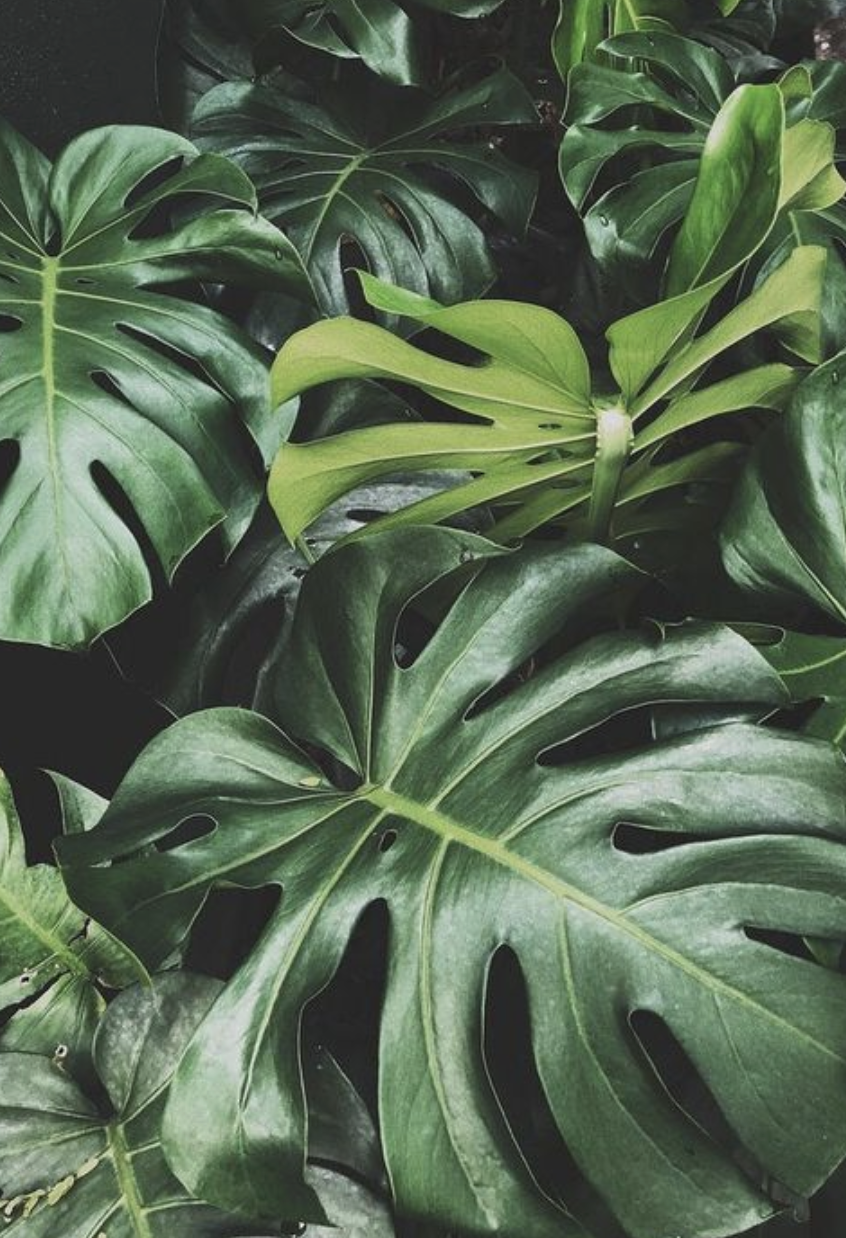 Monstera Iphone Background