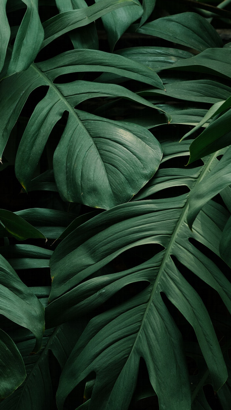 Monstera Iphone Background