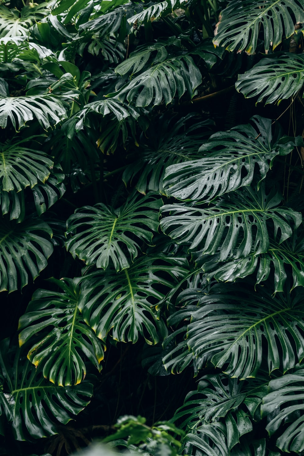 Monstera Iphone Background