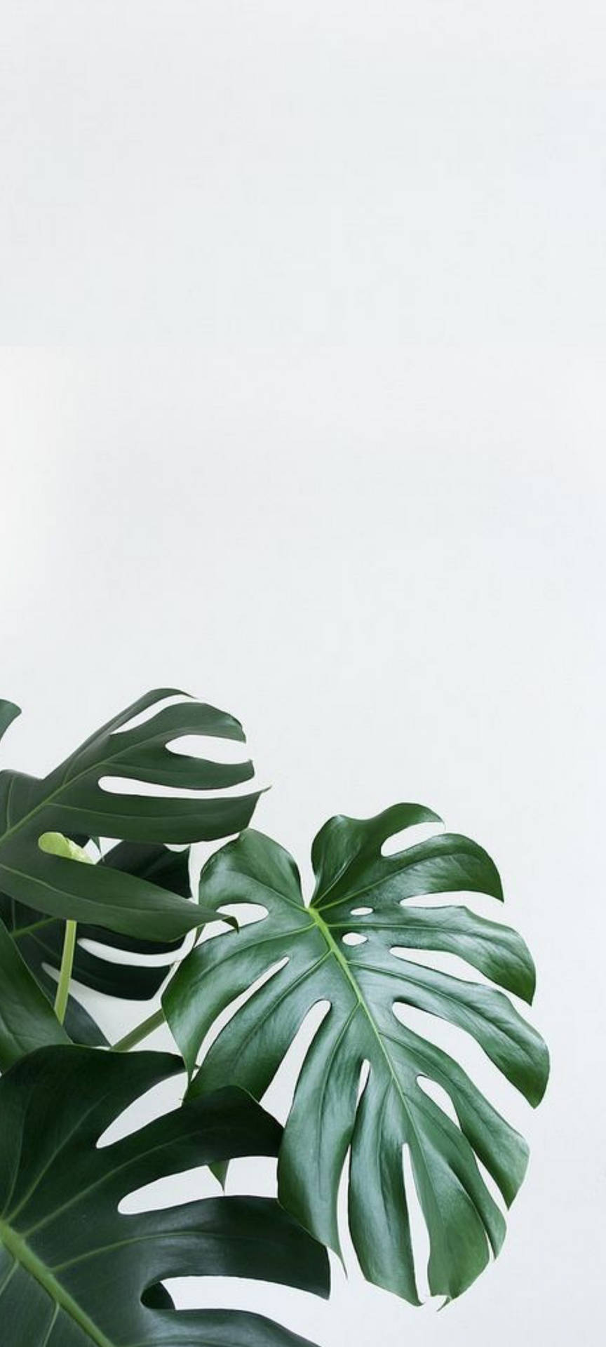 Monstera Iphone Background