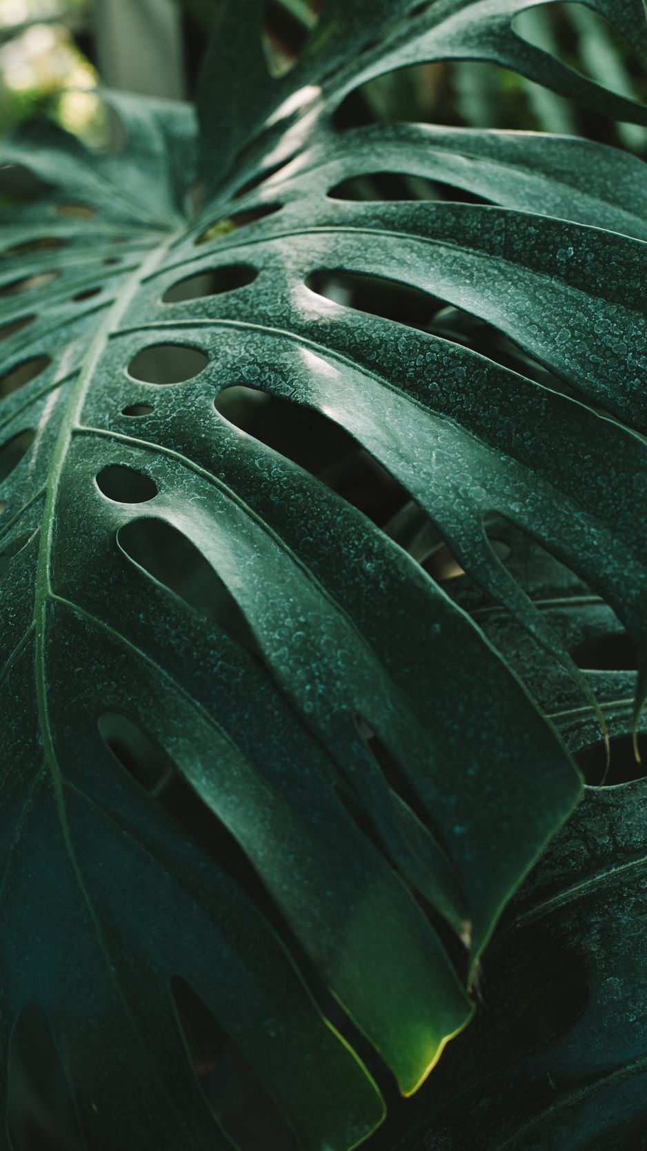 Monstera Iphone Background