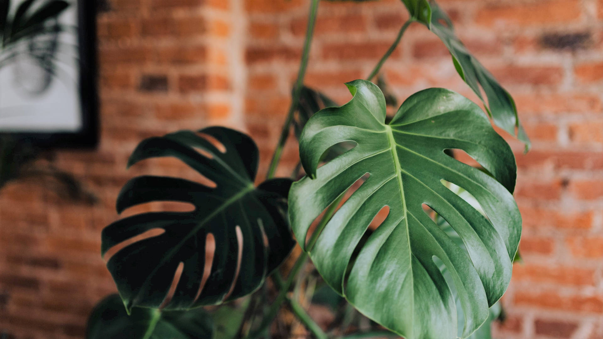 Monstera Iphone Background