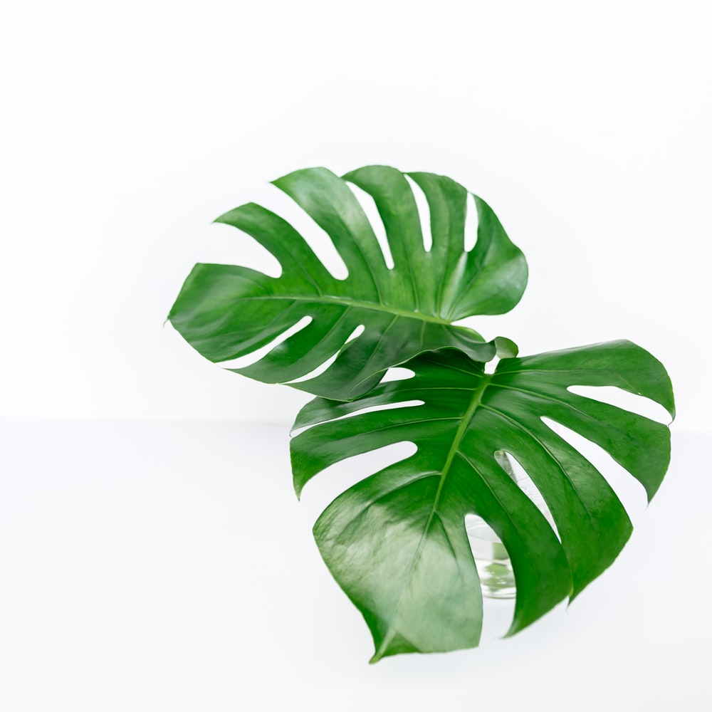 Monstera Leaf Background