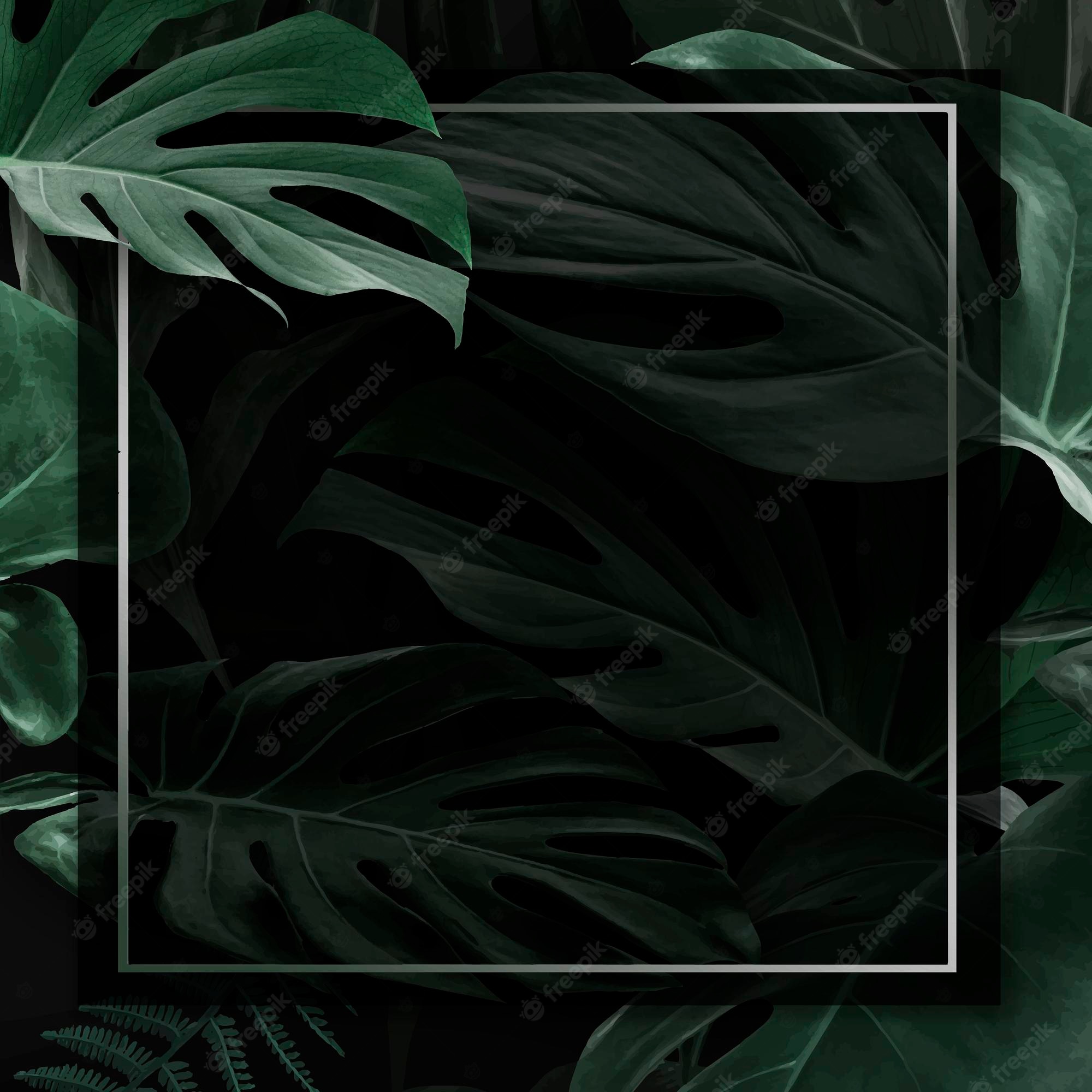 Monstera Leaf Background