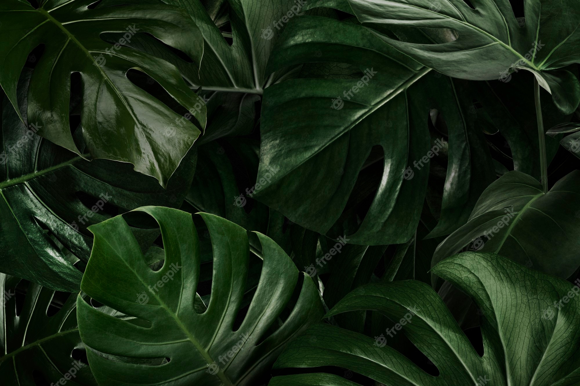 Monstera Leaf Background